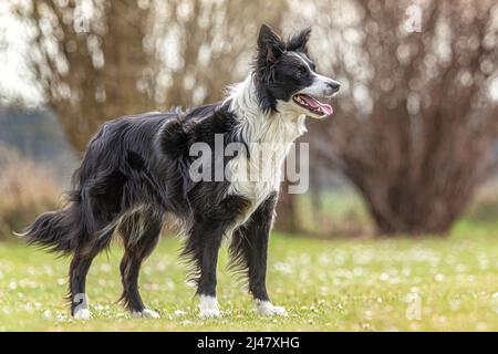 ortrait d'une frontière tricolore collie posant sur un pré à l'extérieur Banque D'Images