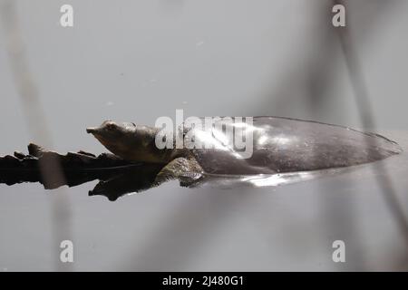 La tortue molle épineuse du Texas ou la spinifera d'Apalone se reposant sur une bûche dans un étang de la réserve riveraine du ranch d'eau en Arizona. Banque D'Images