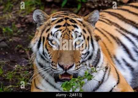 Tigre de Sibérie ou d'Amour avec bandes noires. Un portrait grandeur nature tourné vers l'avenir. Gros plan en arrière-plan. Observation des animaux sauvages, gros chat Banque D'Images