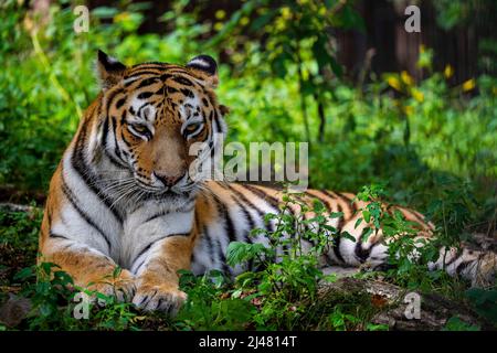 Tigre de Sibérie ou d'Amour avec bandes noires. Un portrait grandeur nature tourné vers l'avenir. Gros plan en arrière-plan. Observation des animaux sauvages, gros chat Banque D'Images