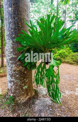 Fougères staghorn, Platycerium superbum, épiphyte sur un arbre dans la forêt tropicale à Central Station sur Fraser Island, Queensland, Australie Banque D'Images