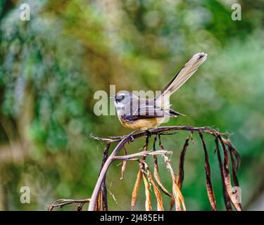 Le fantail néo-zélandais sur une plante de lin (Māori Names, pīwakawaka, tīwakawaka ou piwaiwaka) est un petit oiseau insectivore. Banque D'Images