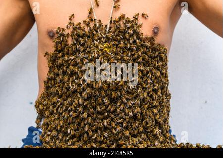 Un apiculteur couvert d'abeilles, traitement des abeilles Banque D'Images