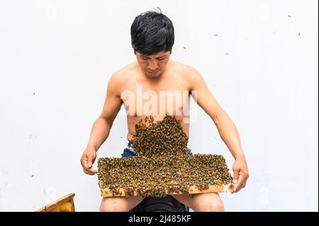 Un apiculteur couvert d'abeilles, traitement des abeilles Banque D'Images