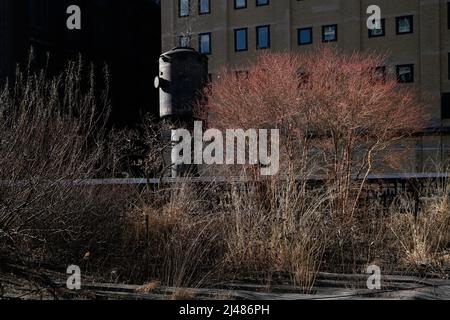 Changements de saison : début du printemps sur le Highline, un parc urbain de New York sur un viaduc ferroviaire désutilisé. Jardin conçu par Pete Oudolf Banque D'Images