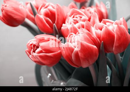 Image décolorée de tulipes roses élégantes dans le vase en verre. Fleurs et décors de fête Banque D'Images