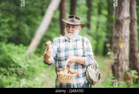 Le grand-père rassemble des champignons dans la forêt d'été. Vieux marcheur. Grand-père pensionné. Randonnée senior en forêt. Été et loisirs. Banque D'Images