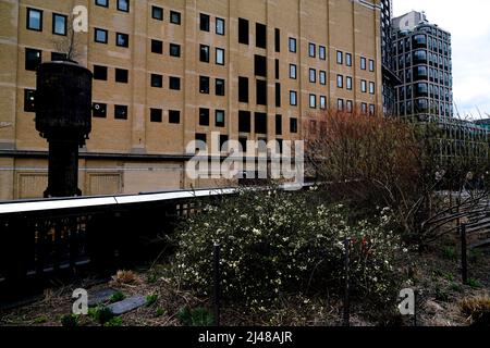 Changements de saison : début du printemps sur le Highline, un parc urbain de New York sur un viaduc ferroviaire désutilisé. Jardin conçu par Pete Oudolf Banque D'Images