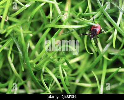 Tick de cerf ou Ixodes scapularis rampant sur l'herbe verte, vue de dessus, Banque D'Images