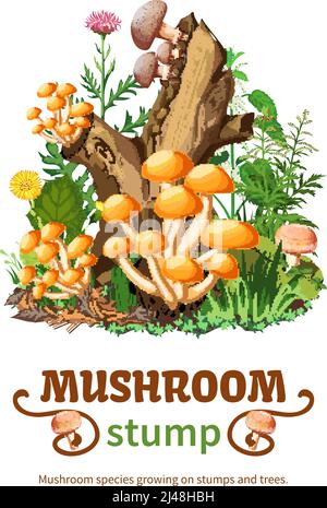 Illustration vectorielle d'espèces de champignons sauvages qui poussent sur des souches et arbres avec miel champignon shiitake et fleurs de forêt dans la bande dessinée style Illustration de Vecteur