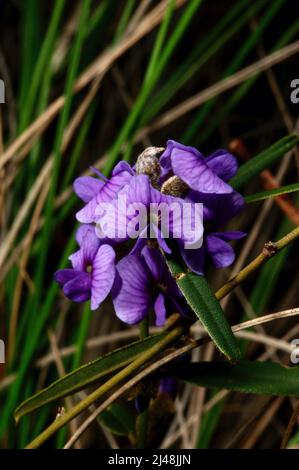 Blue Bonnet, ou Birds Eye, (Hovea Linearis) est un cousin beaucoup moins commun de Hardenbergia violacea, avec des fleurs bleues et des feuilles plus longues et plus étroites. Banque D'Images