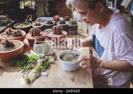homme asiatique senior plantant du cactus dans un pot de plantation Banque D'Images
