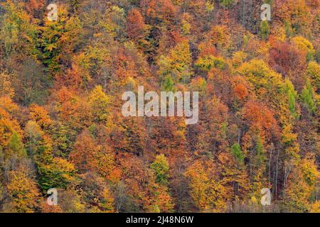 Forêt d'automne, nombreux arbres dans les collines, chêne orange, bouleau jaune, épinette verte, Parc national de la Suisse de Bohême, République tchèque. Magnifique paysage d'automne Banque D'Images