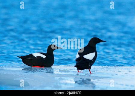 Guillemot noir, Cepphus grylle, oiseau d'eau noir aux pattes rouges, assis sur la glace avec de la neige, animal dans l'habitat naturel, scène d'hiver, Svalbard, N Banque D'Images