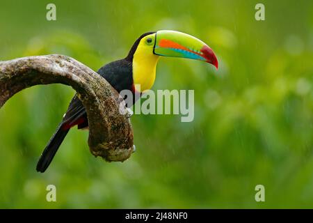 Toucan à carène, Ramphastos sulfuratus, oiseau avec big bill. Toucan assis sur la branche dans la forêt, la végétation verte, le Nicaragua. Voyage Nature Banque D'Images