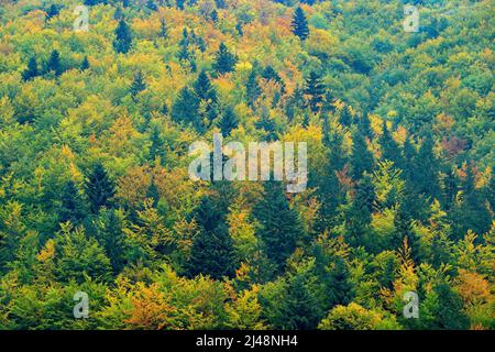 Arbres jaunes. Forêt d'automne, nombreux arbres dans les collines, chêne orange, bouleau jaune, épinette verte, Mala Fatra montagne, Slovaquie. Magnifique paysage d'automne. Ouh Banque D'Images