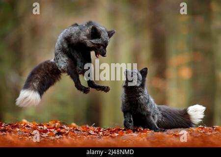 Renard noir argenté. Deux renards rouges jouant dans la forêt d'automne. Saut animal dans le bois d'automne. Scène sauvage de la nature tropicale. Deux mammifères se battent. Banque D'Images