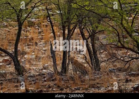 Léopard du Bengale indien, Panthera pardus fusca, grand chat tacheté allongé sur l'arbre dans l'habitat naturel, parc national de Ranthambore, Inde. Leorad hidde Banque D'Images