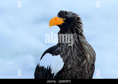 Portrait aigle de mer de Steller, Haliaeetus pelagicus, oiseau à neige blanche, Hokkaido, Japon. Scène de comportement d'action de la faune de la nature. Aigle sur glace. Banque D'Images