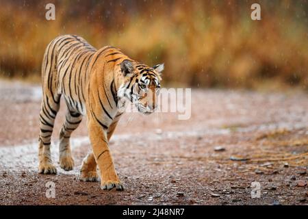 Tigre indien avec première pluie, animal sauvage dans l'habitat naturel, Ranthambore, Inde. Grand chat, animal en danger. Fin de la saison sèche, début de la mousson. Banque D'Images