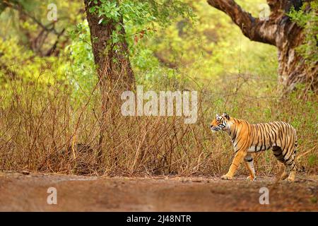 Tigre indien avec première pluie, animal sauvage dangereux dans l'habitat naturel, Ranthambore, Inde. Banque D'Images