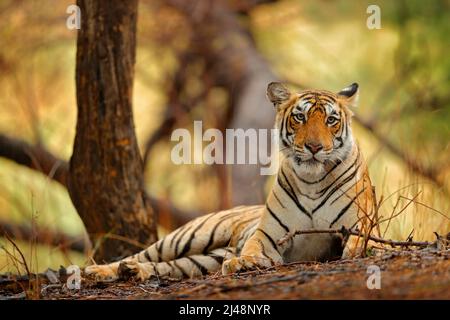 Femelle tigre indien avec première pluie, animal sauvage dans l'habitat naturel, Ranthambore, Inde. Grand chat, animal en danger. Fin de la saison sèche, début g Banque D'Images