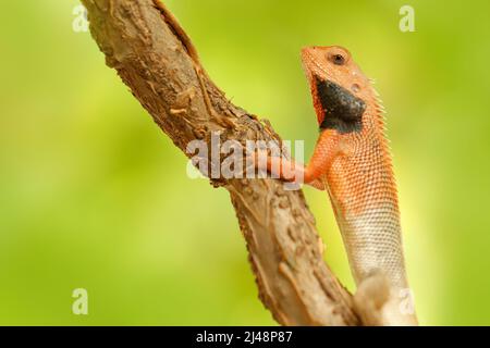 Faune Inde. Jardin indien Lizard calotes versicolor, détail portrait d'oeil d'animal tropique exotique dans l'habitat naturel vert. Lizar rose et noir Banque D'Images