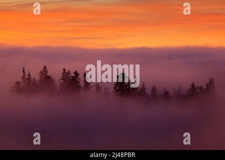 Sumava, République tchèque. Vallée quelques minutes avant le coucher du soleil dans le parc national de Sumava. Matin rose et orange avec le bâton dehors du sommet des arbres de c Banque D'Images