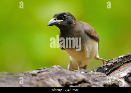 Jay brun, Cyanocorax morio, oiseau de la forêt verte du Costa Rica, dans l'habitat des arbres. Détail de l'oiseau tropique. Oiseau dans un environnement de forêt verte. Grosse paume Banque D'Images