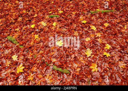 Feuilles de chêne orange et d'érable jaune sur le sol avec des racines de mousse verte. Image d'automne de la forêt tchèque. Feuillage d'automne descendant des arbres. Fin de l'été Banque D'Images