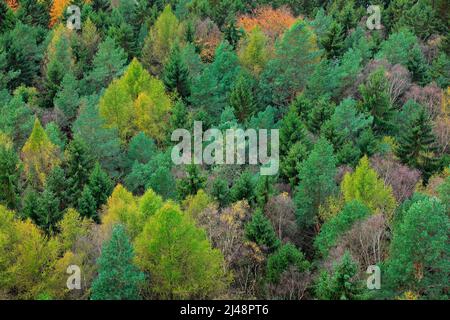 Bois avec arbre de couleurs. Jour de pluie en forêt avec brouillard. Arbres jaunes. Forêt d'automne, nombreux arbres dans les collines, chêne orange, bouleau jaune, épinette verte, Mala F Banque D'Images