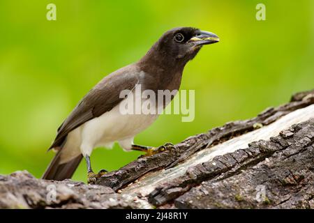 Jay brun, Cyanocorax morio, oiseau de la forêt verte du Costa Rica, dans l'habitat des arbres. Détail de l'oiseau tropique. Le grand palmier laisse avec l'oiseau. Jay brun, Banque D'Images