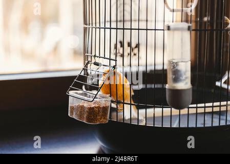 Gros plan d'un petit oiseau jaune qui reste dans une cage près d'une fenêtre le jour. Banque D'Images