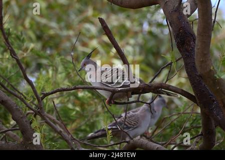 Pigeon à crête grise, cyphaps lophotes, perchés sur une branche d'arbre, avec deux pigeons à crête supplémentaires qui rôdent en arrière-plan Banque D'Images