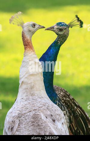 Un paon bleu et un 'baiser' de peahen blanc lors d'un rituel de cour Banque D'Images