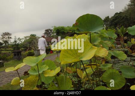 Un prêtre marchant dans un chemin sur le côté d'un étang où des plantes aquatiques poussent au palais d'eau de Tirta Gangga à Karangasem, Bali. Construit sur la base d'une croyance que l'eau est sainte, le Gangga de Tirta (tirta signifie « l'eau sainte »; Gangga fait référence au Gange en Inde) était un ancien palais royal du royaume de Karangasem. Banque D'Images