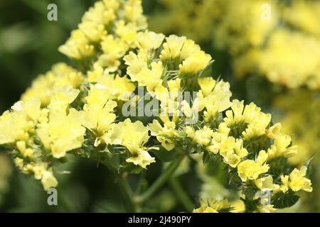 Printemps mimosa fleurs belles branches jaunes en fleur Banque D'Images