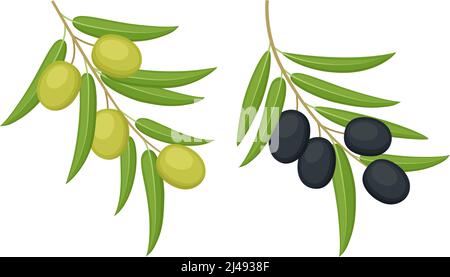 Olives noires et vertes. Branches d'olives isolées sur fond blanc. Illustration vectorielle Illustration de Vecteur