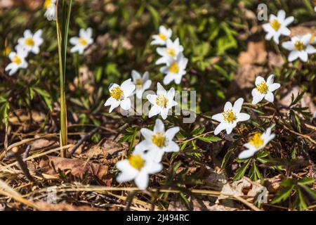 Fleur blanche de Hepatica Nobilis qui fleurit au début du printemps Banque D'Images