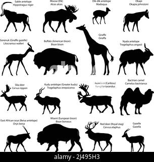 Collection de silhouettes de différentes espèces d'ongulés en présence d'un événement : chameau, antilope, gazelle, orignal, wapiti, girafe, cerf, cerf, bison, sage Illustration de Vecteur