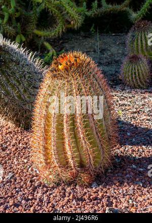Gros plan de Barrel cactus (Ferocactus peninsulae) Banque D'Images