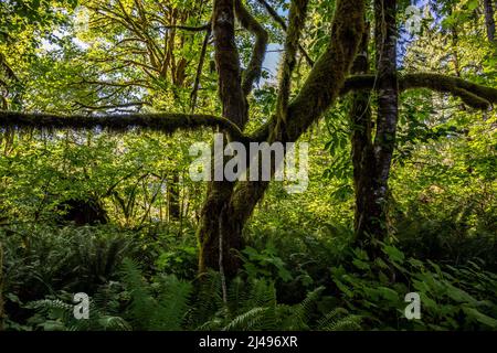 Une vue magnifique sur le paysage à Ike Kinswa SP, Washington Banque D'Images