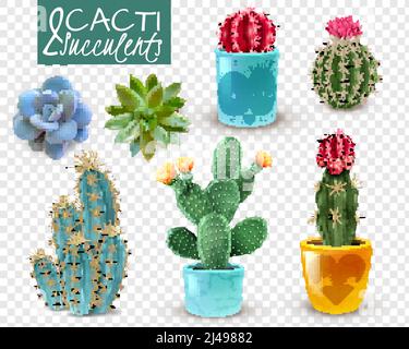 Cactus fleuris et variétés populaires succulentes facile d'entretien décoratif intérieur plantes réaliste définir transparent fond vector illustration Illustration de Vecteur