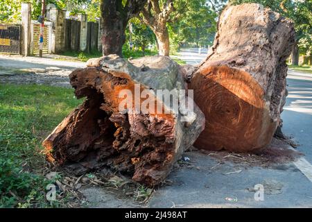 Gros plan de grumes d'arbre coupées sur une route en Inde. Arbres coupés pour la construction de routes. Banque D'Images