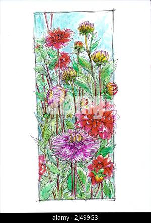 Illustration de dahlias orange et rose sur fond blanc. Banque D'Images