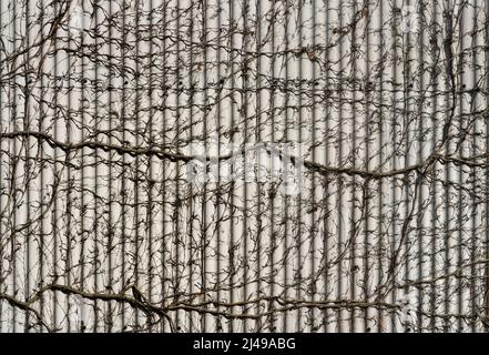 Façade avec plantes grimpantes, Allemagne, Europe Banque D'Images