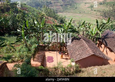 Emmanuel Nkundimana, 27 ans, femme Claudine Uwamahoro, 23 ans et enfant. Village de Karaba, cellule de Mwumba, secteur de Busengo, district de Gakenke. Ici, il apporte une partie de sa récolte de haricots à partir de terres louées dans les marais. Il était orphelin, a perdu les deux parents en 1998 à 14 ans et s'est occupé de sa jeune sœur. Avant le programme, il avait l'habitude de travailler sur la terre d'autres personnes pour gagner assez pour manger. Avec le cochon qu'il a obtenu du programme il a vendu les porcelets et acheté une vache. Maintenant, il loue des terres à la ferme et a un compte d'épargne avec SACCO. Photo de Mike Goldwater Banque D'Images