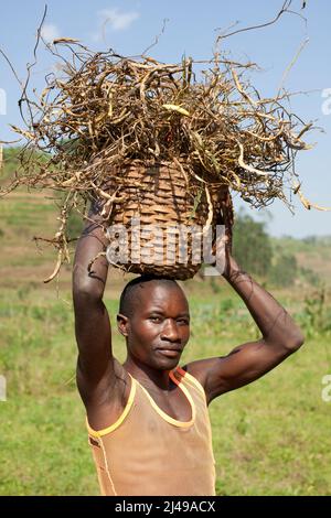 Emmanuel Nkundimana, 27 ans, femme Claudine Uwamahoro, 23 ans et enfant. Village de Karaba, cellule de Mwumba, secteur de Busengo, district de Gakenke. Ici, il apporte une partie de sa récolte de haricots à partir de terres louées dans les marais. Il était orphelin, a perdu les deux parents en 1998 à 14 ans et s'est occupé de sa jeune sœur. Avant le programme, il avait l'habitude de travailler sur la terre d'autres personnes pour gagner assez pour manger. Avec le cochon qu'il a obtenu du programme il a vendu les porcelets et acheté une vache. Maintenant, il loue des terres à la ferme et a un compte d'épargne avec SACCO. Photo de Mike Goldwater Banque D'Images