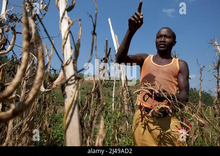 Emmanuel Nkundimana, 27 ans, femme Claudine Uwamahoro, 23 ans et enfant. Village de Karaba, cellule de Mwumba, secteur de Busengo, district de Gakenke. Ici, il apporte une partie de sa récolte de haricots à partir de terres louées dans les marais. Il était orphelin, a perdu les deux parents en 1998 à 14 ans et s'est occupé de sa jeune sœur. Avant le programme, il avait l'habitude de travailler sur la terre d'autres personnes pour gagner assez pour manger. Avec le cochon qu'il a obtenu du programme il a vendu les porcelets et acheté une vache. Maintenant, il loue des terres à la ferme et a un compte d'épargne avec SACCO. Photo de Mike Goldwater Banque D'Images