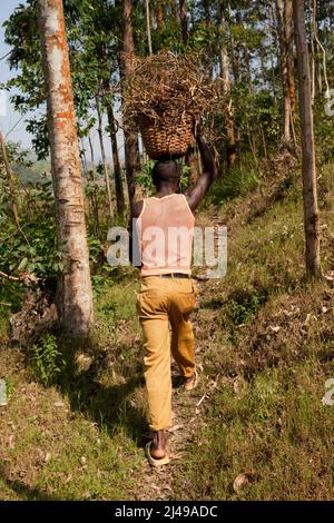 Emmanuel Nkundimana, 27 ans, femme Claudine Uwamahoro, 23 ans et enfant. Village de Karaba, cellule de Mwumba, secteur de Busengo, district de Gakenke. Ici, il apporte une partie de sa récolte de haricots à partir de terres louées dans les marais. Il était orphelin, a perdu les deux parents en 1998 à 14 ans et s'est occupé de sa jeune sœur. Avant le programme, il avait l'habitude de travailler sur la terre d'autres personnes pour gagner assez pour manger. Avec le cochon qu'il a obtenu du programme il a vendu les porcelets et acheté une vache. Maintenant, il loue des terres à la ferme et a un compte d'épargne avec SACCO. Photo de Mike Goldwater Banque D'Images